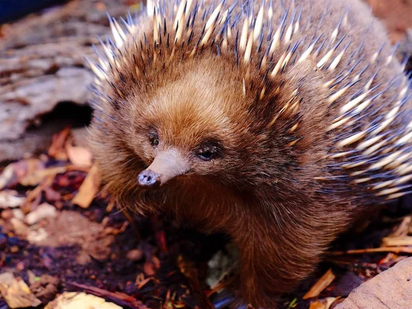 Korte beaked echidna — Stockfoto