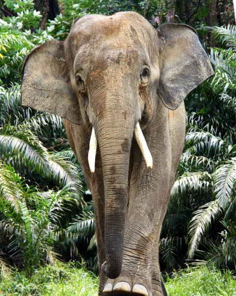 Mannelijke olifant borneo — Stockfoto