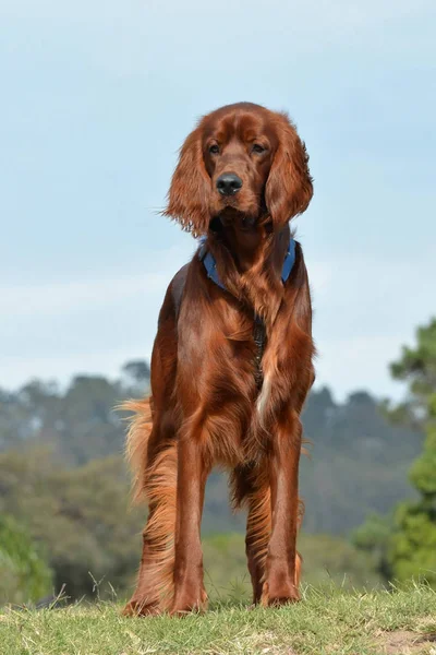 Irish Setter dog — Stock Photo, Image