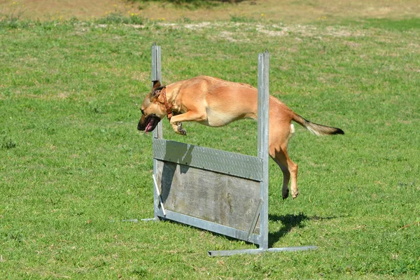 Ein Athletischer Mischlingshund Der Eine Hürde Hundepark Überspringt — Stockfoto