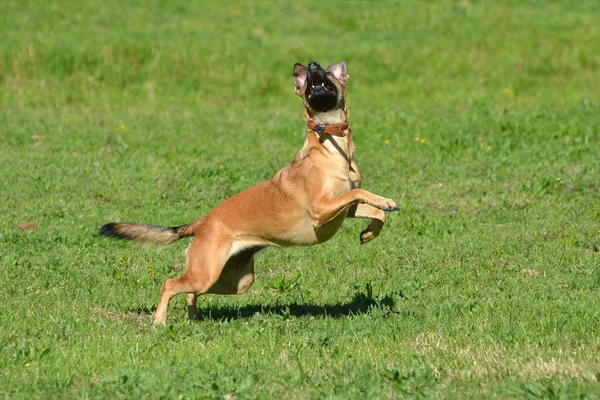 Krásné Malinois Mix Pes Skákání Vzhlíží Zeleném Travnatém Pozadí — Stock fotografie