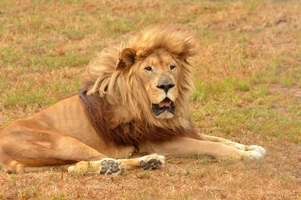 Leão Masculino Com Grande Juba Expressão Facial Alerta Deitado Grama — Fotografia de Stock
