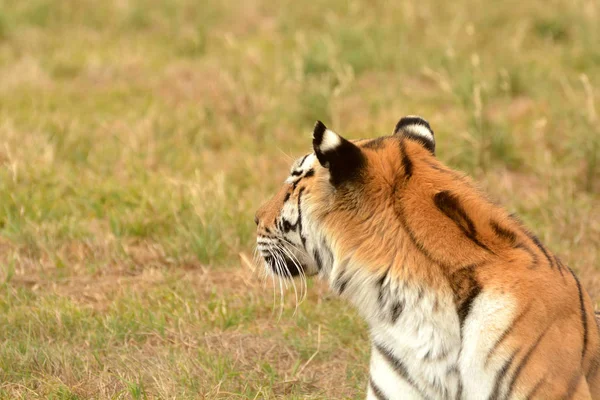 Tigre Attentif Regarde Autour Lui — Photo
