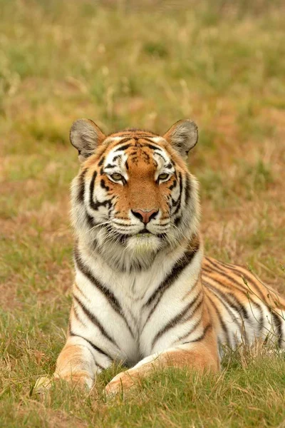 Alerta Tigre Deitado Grama — Fotografia de Stock