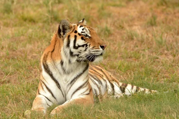 Tigre Observation Allongé Dans Herbe — Photo