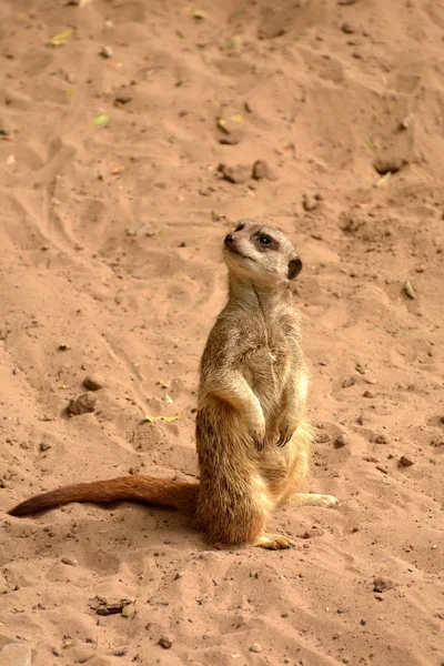 南アフリカのゲームパークで環境をチェックするかわいいMeerkat ロイヤリティフリーのストック写真