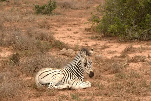 Egy Pihentető Zebra Csikó Teljes Teste Fekszik Vörös Talajon Egy — Stock Fotó