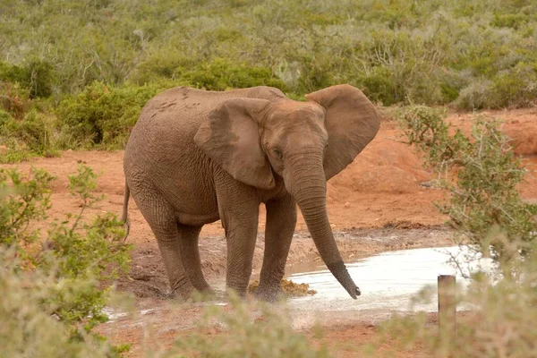 Cuerpo Completo Solo Elefante Africano Con Expresión Facial Feliz Soplando —  Fotos de Stock