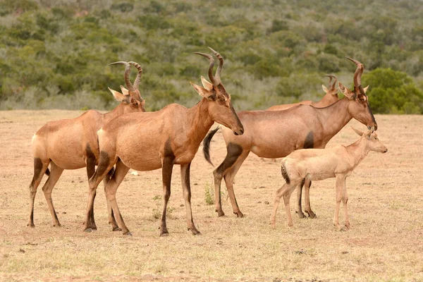 Uma Manada Red Hartebeest Bucks Com Expressão Facial Atenta Olhando — Fotografia de Stock