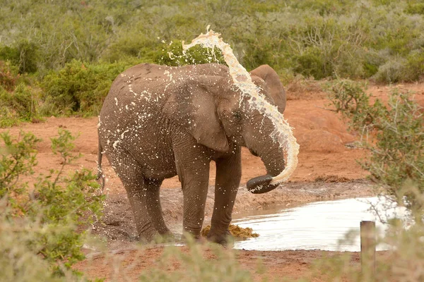 Celé Tělo Jediného Afrického Slona Šťastným Výrazem Obličeje Foukání Hraní — Stock fotografie