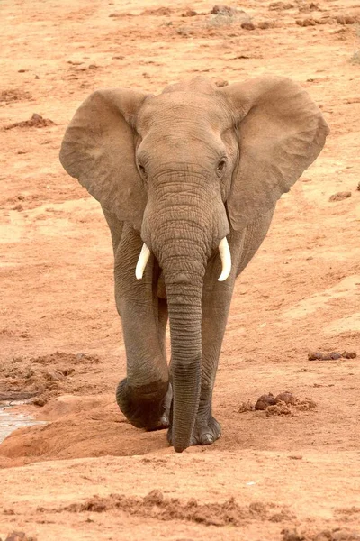 Full Body Front View African Elephant Alert Facial Expression Running — Stock Photo, Image