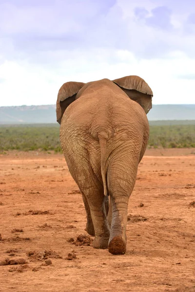 Vista Trasera Cuerpo Completo Del Elefante Africano Alejándose Parque Juegos Imágenes de stock libres de derechos