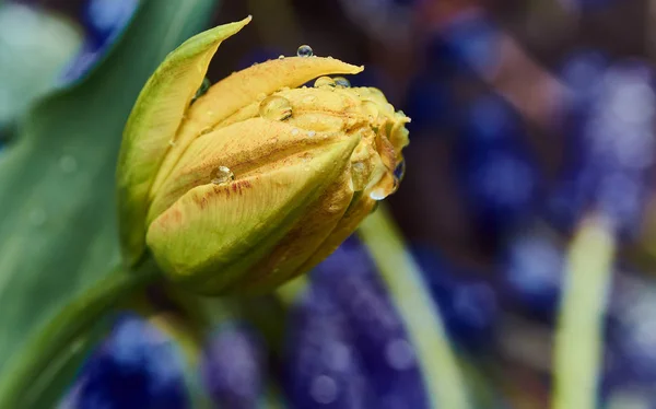 A bud of a yellow tulip with drops of dew. — Stock Photo, Image