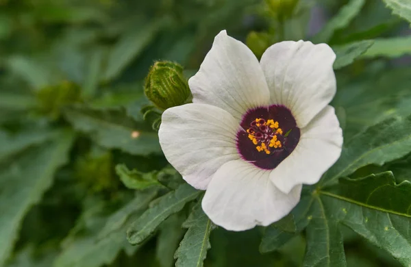 Enda hibiscus blomma mot bakgrund av gröna blad — Stockfoto