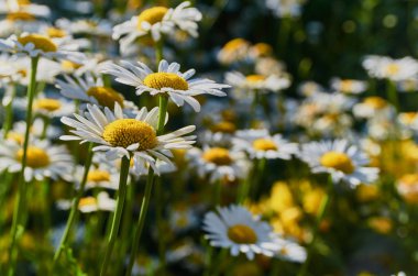 Sabah güneş tarafından aydınlatılmış papatya çiçeği.
