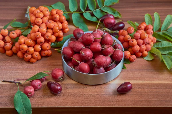 Herfst Stilleven Van Wilde Roos Rowan Kornoelje — Stockfoto