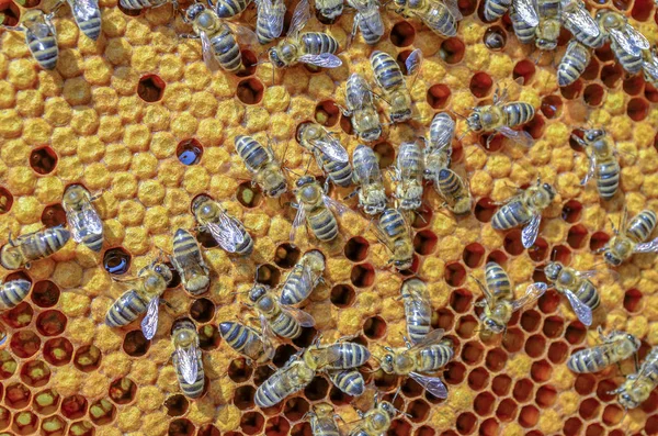 Abejas en la colmena — Foto de Stock