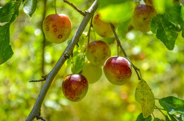 Plums on tree (Plum fruit)