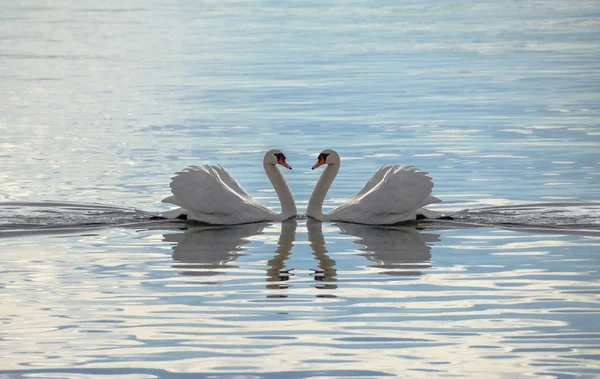 Dois cisnes fazendo um coração — Fotografia de Stock