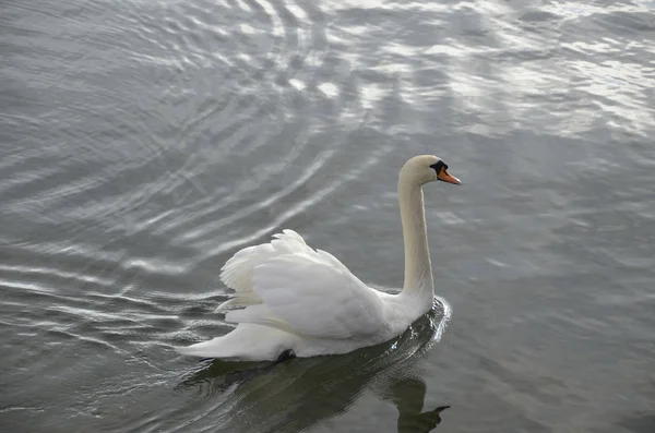 Swan swimming in water — Stock Photo, Image