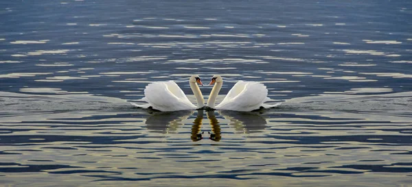 Dos cisnes haciendo un corazón — Foto de Stock