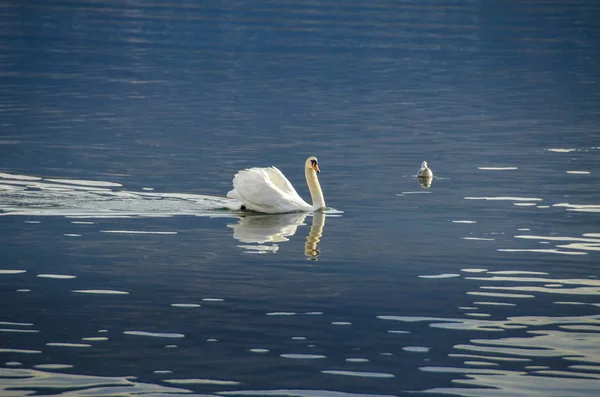 Swan plavání ve vodě — Stock fotografie