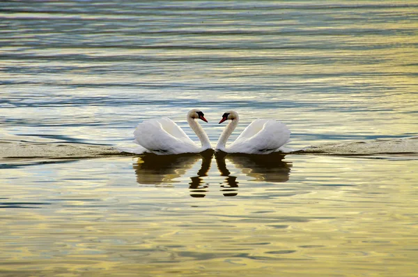 Swan Love - лебеди, делающие сердце — стоковое фото