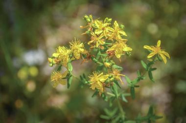 St John's wort bitki (Lat - Hypericum perforatum)