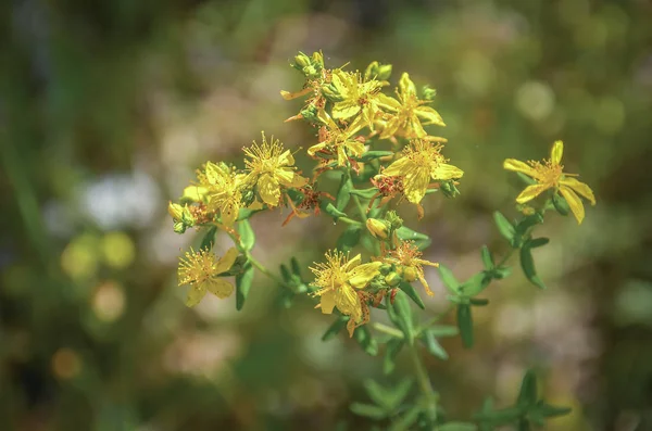 St John\'s wort plant (Lat - Hypericum perforatum)