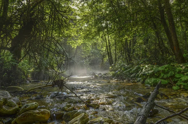 Vild natur afslappende baggrund - Stock-foto