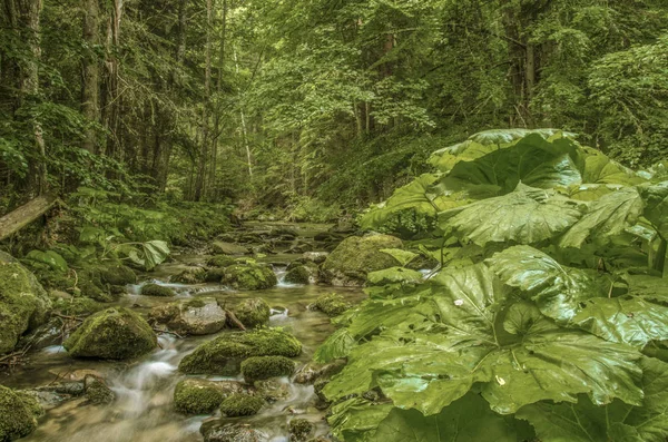 Naturaleza salvaje Fondo relajante — Foto de Stock