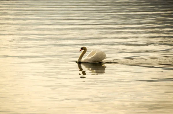 Cisne único nadando no lago — Fotografia de Stock