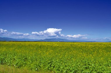 Yeşil çayır - rahatlatıcı arka plan