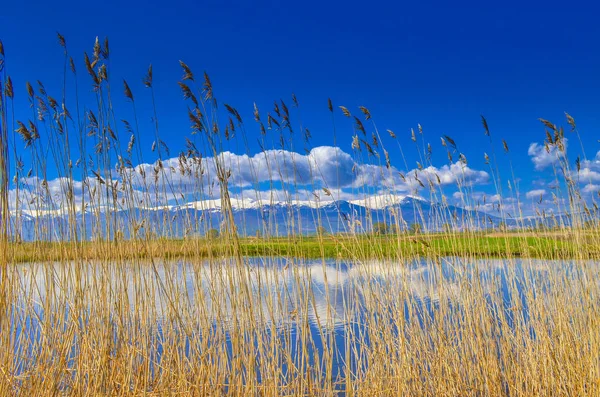 Reeds in swamp  relaxing landscape