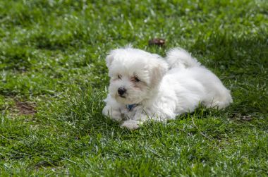 Malta puppy - en güzel yavru köpekti