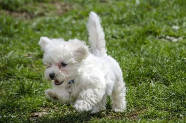 Malta puppy - sevimli çalışan köpek
