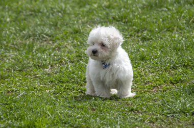 Malta puppy ayakta çimenlerin üzerinde