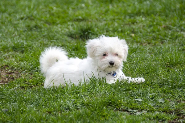 Cute Maltese puppy — Stock Photo, Image
