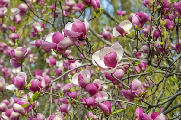 Manolya ağacı çiçek - çiçek
