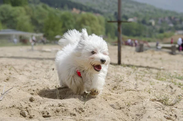 Милий Пухнастий Собака Пляжі Мальтійська Цуценя — стокове фото