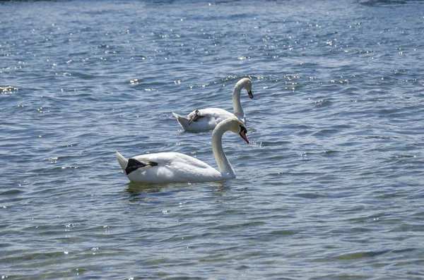 Cisne Água Amor Cisne Dois Cisnes — Fotografia de Stock