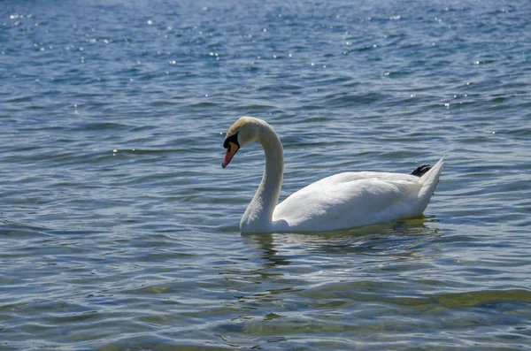 Wodę Swan Miłości Dwa Łabędzie Łabędź — Zdjęcie stockowe