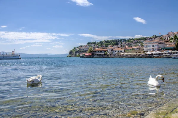 Cisnes Ohrid Lake Macedonia — Foto de Stock