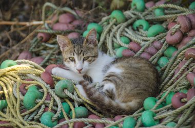NET - tatlı yavru kedi
