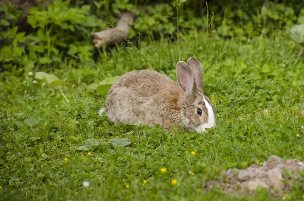 在自然中的兔 — 图库照片