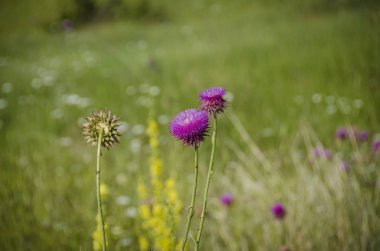 İskoç Thistle çiçek - çiçek doğada