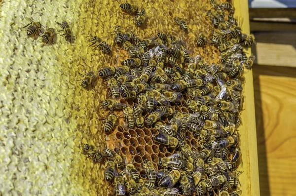 Organic Raw Honey from Mariovo Region in Macedonia