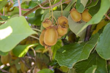 Kivi - Çince bektaşi üzümü - Kiwi bitki