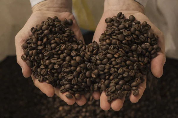 Kaffebønner i en hånd på baggrund taske med kaffebønner. kaffeproduktion. Hjertet - Stock-foto