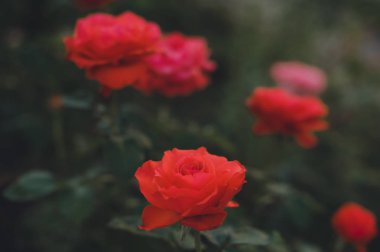 Bahçede büyüyen güzel parlak çiçek gül